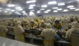 剥虾工人爆料视频播放下载,揭秘海鲜加工行业幕后真相